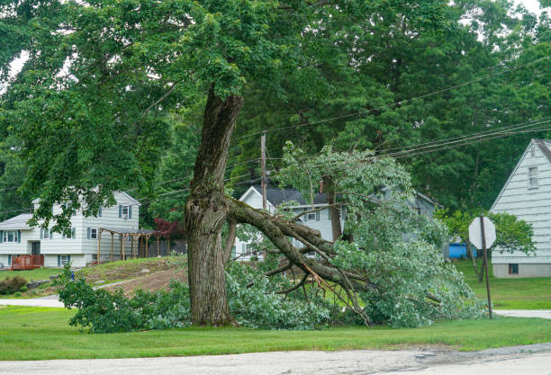 Best Stump Grinding and Removal  in Rocky Mount, VA